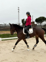 Vente de cheval : CANTARERA